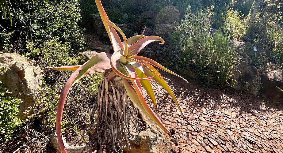 Kirstenbosch Kaapstad planten